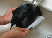 毛の流れにあわせシャンプーを洗い流します